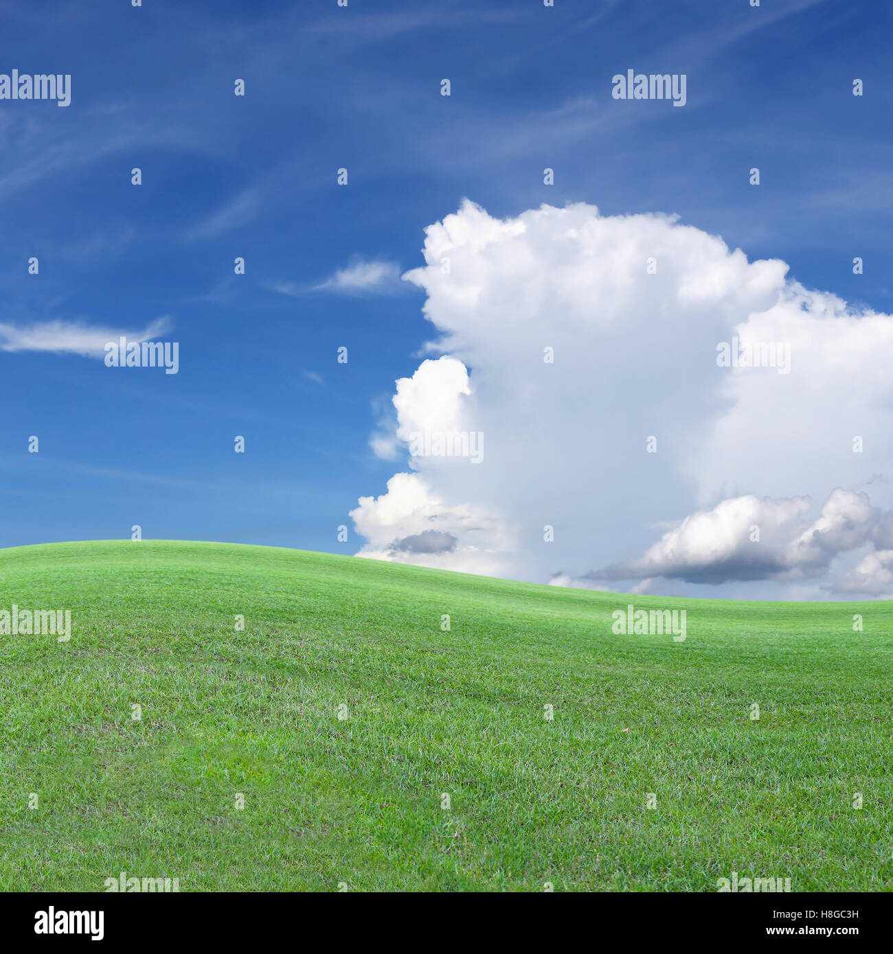 Green Field and Blue sky view,pelouse verte pour la conception fond nature. Banque D'Images