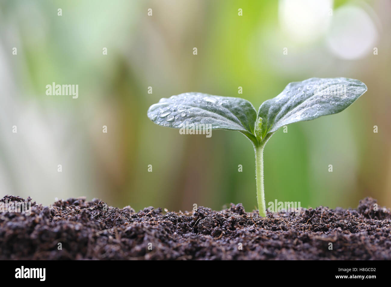 Jeune plant ou semis vert sur le sol dans le potager,concept de plantes biologiques et de plus en plus. Banque D'Images