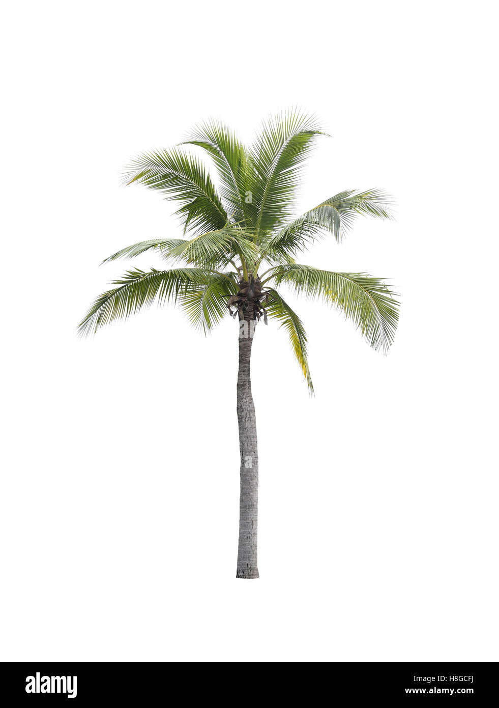 Cocotier isolé sur fond blanc,l'on trouve partout dans la région de seaside tropical. Banque D'Images
