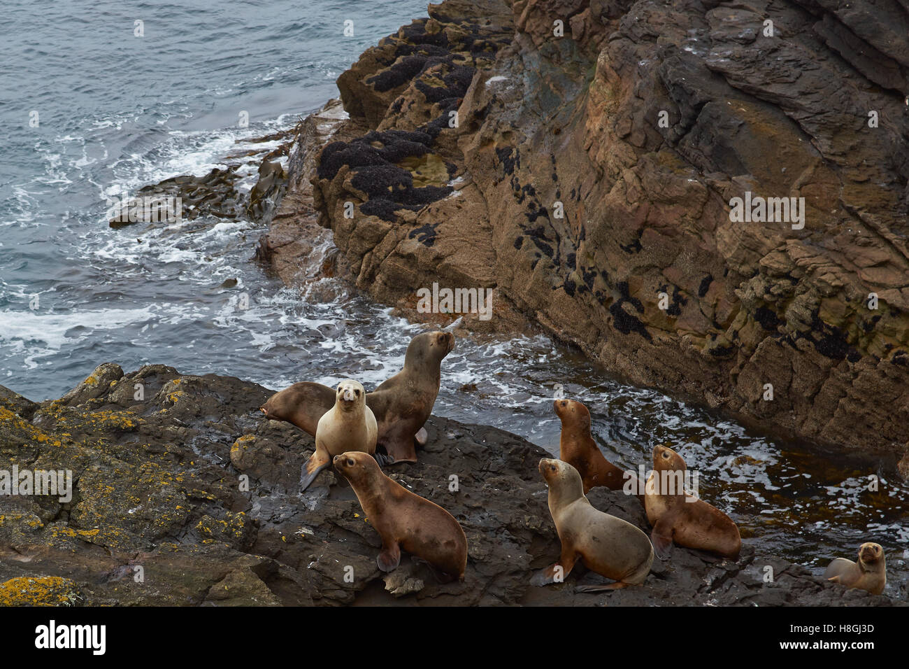 Groupe de la mer du Sud (Otaria flavescens) Banque D'Images