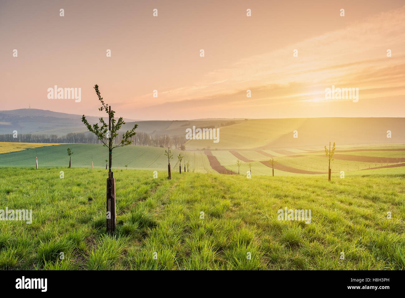 Paysage de printemps avec des champs agricoles, la ferme Banque D'Images