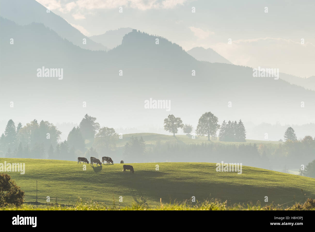 Beau paysage avec des vaches au pâturage dans le pré Banque D'Images