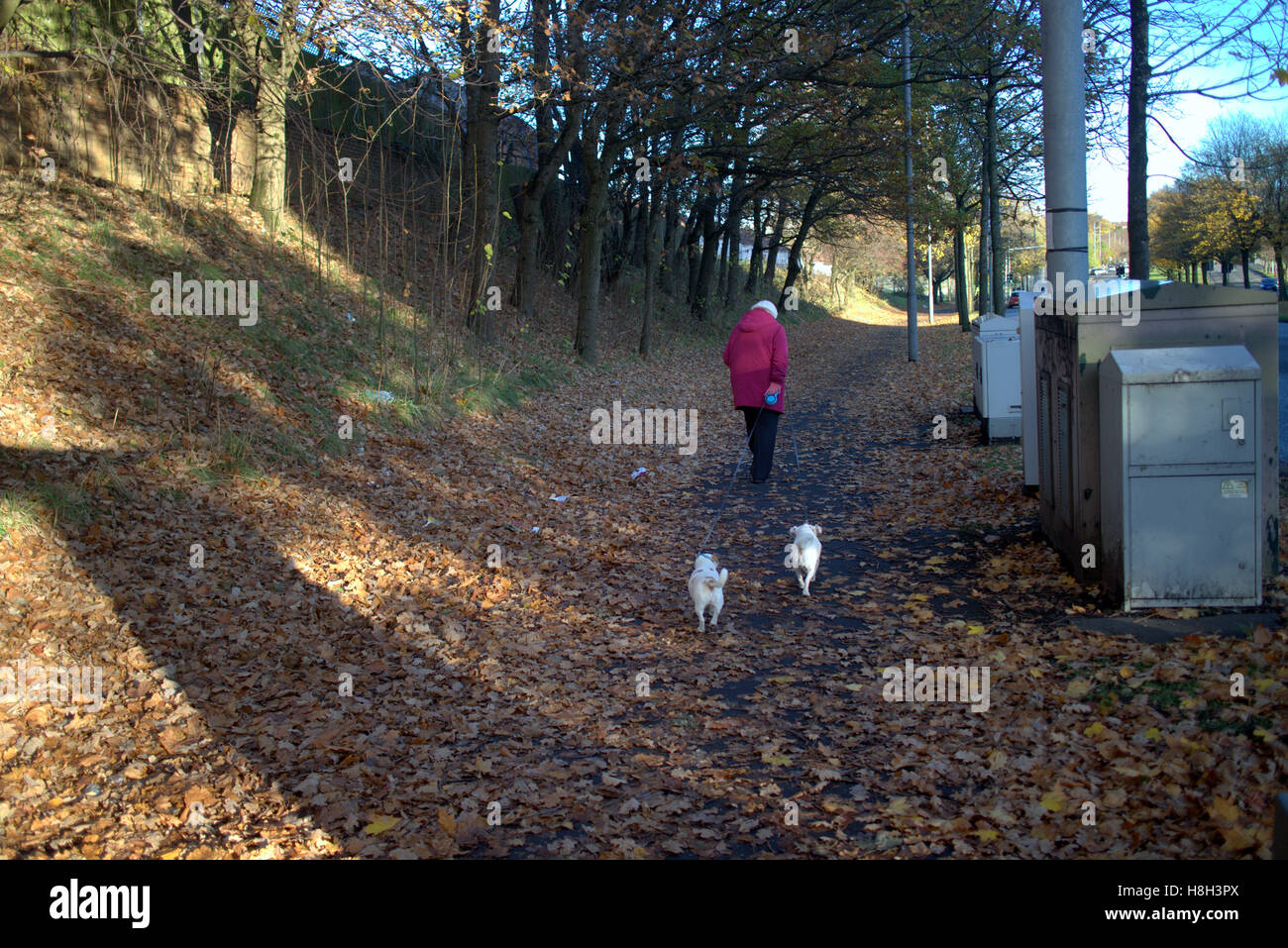 Vieille dame deux chiens blancs en feuilles d'automne Banque D'Images