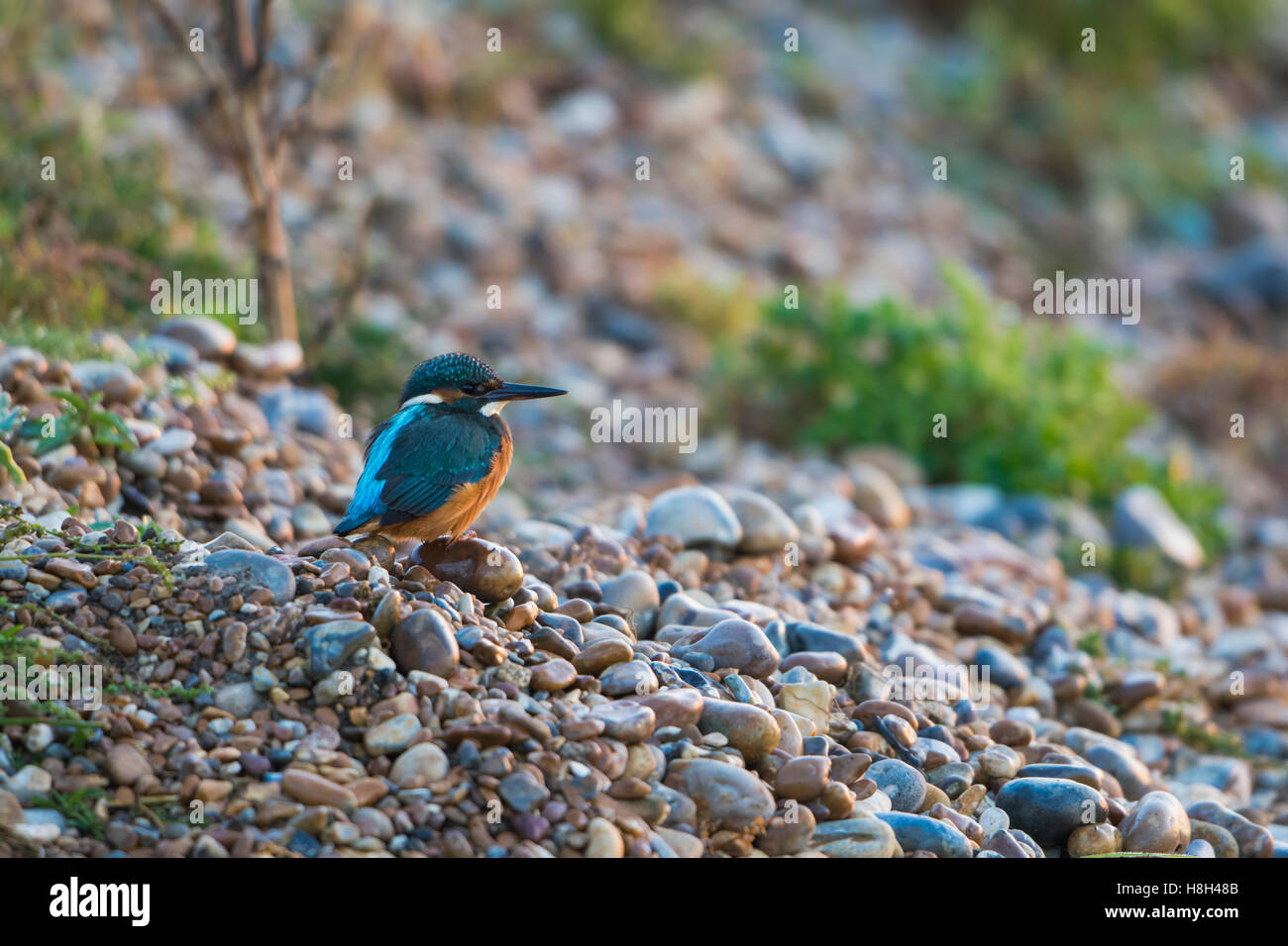 Un homme politique Kingfisher (Alcedo atthis) repose sur des cailloux sur le côté du lac, la réserve naturelle de Rye, East Sussex, UK Banque D'Images