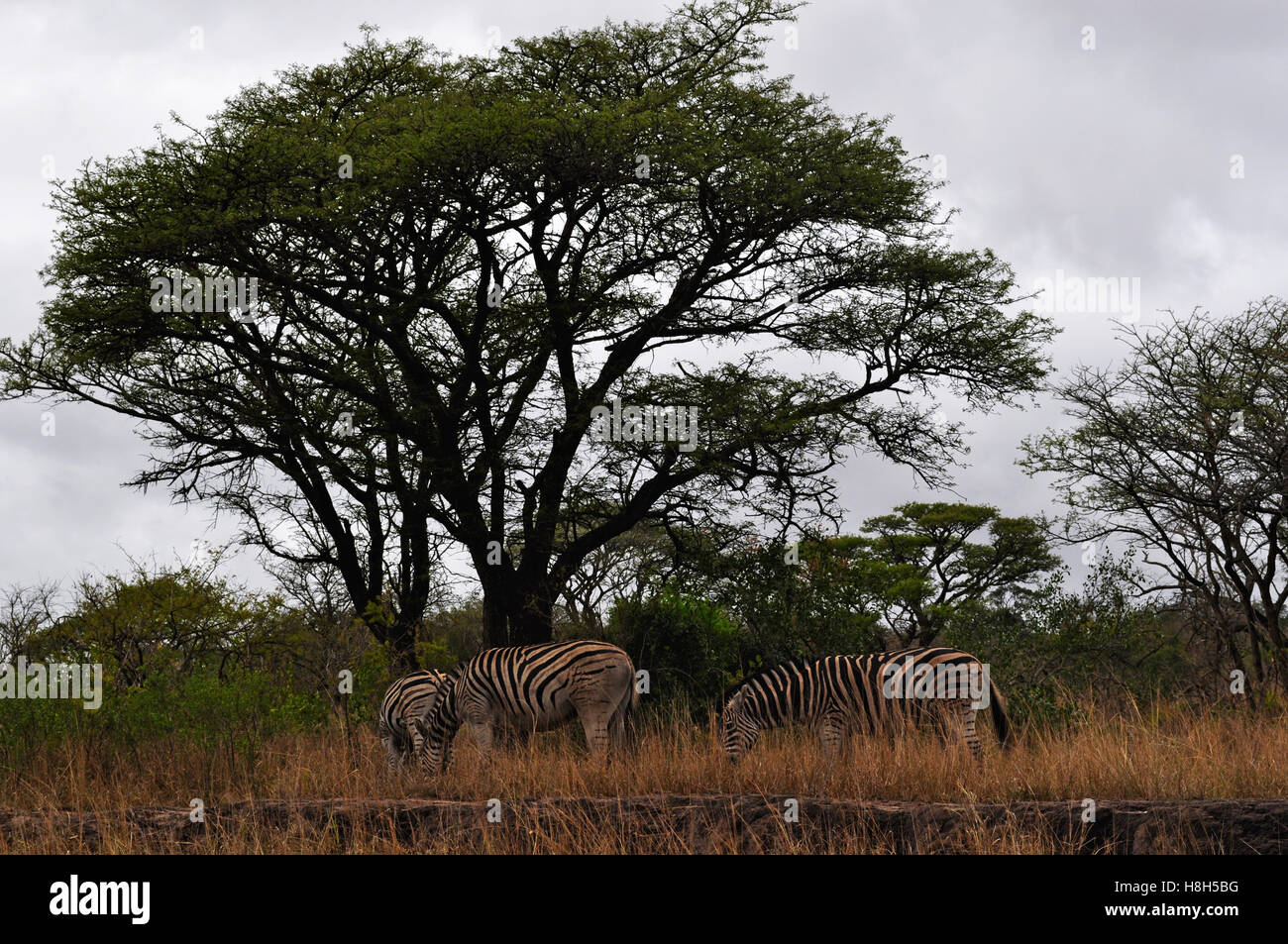 Safari en Afrique du Sud, vert savannah : zèbres se nourrissant dans les Hluhluwe Imfolozi Game Reserve, la plus ancienne réserve naturelle en Afrique depuis 1895 Banque D'Images