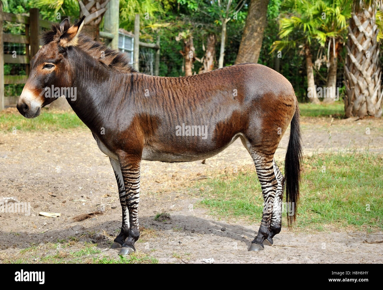 Zebroid un croisement entre un zèbre et un âne Banque D'Images