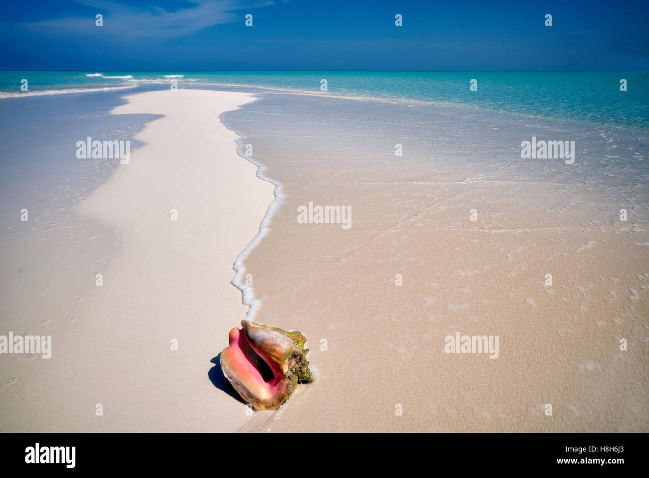 Conque sur la petite île de Sable. Îles Turques et Caïques. Providenciales Banque D'Images