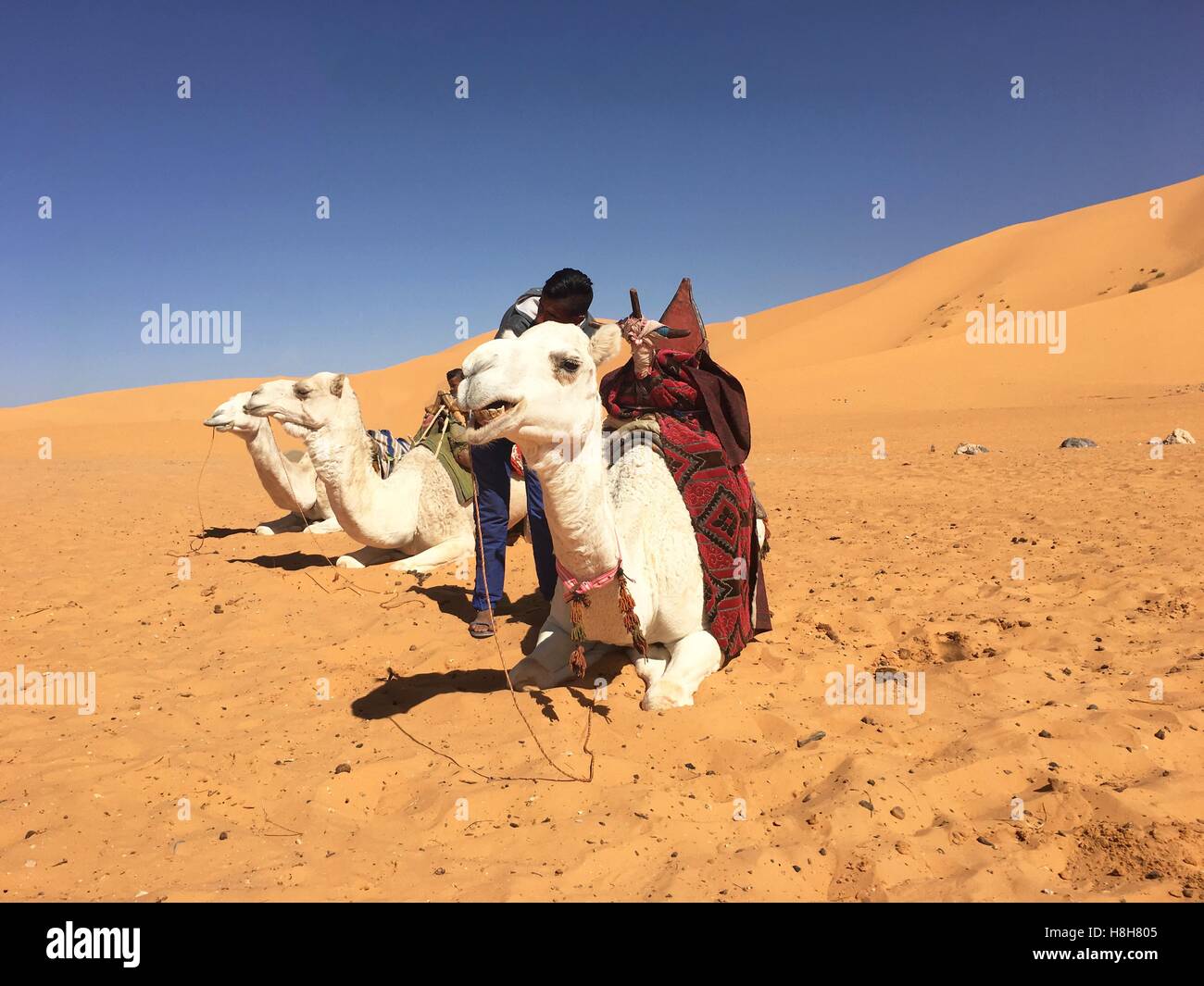 L'équitation de chameau à Taghit Bechar, Algérie, Désert Banque D'Images