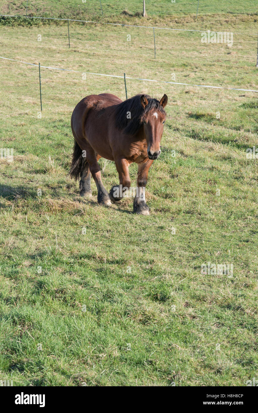 Jeune cheval à sang froid à marcher en direction de la caméra sur un pâturage clôturé Banque D'Images
