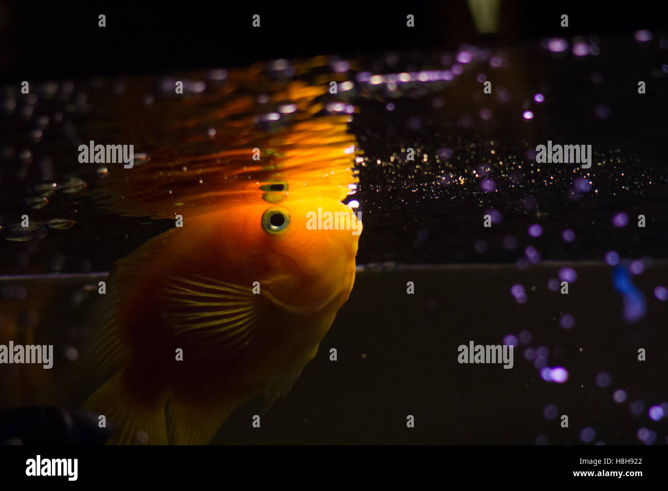Aquarium de cichlidés jaune poissons nager Banque D'Images