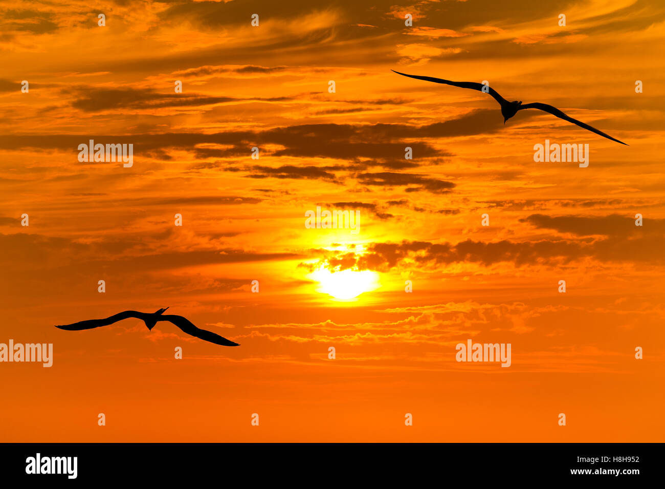 Silhouettes d'oiseaux battant la silhouette est deux oiseaux qui volent ensemble contre un ciel coucher de soleil doré orange vif. Banque D'Images
