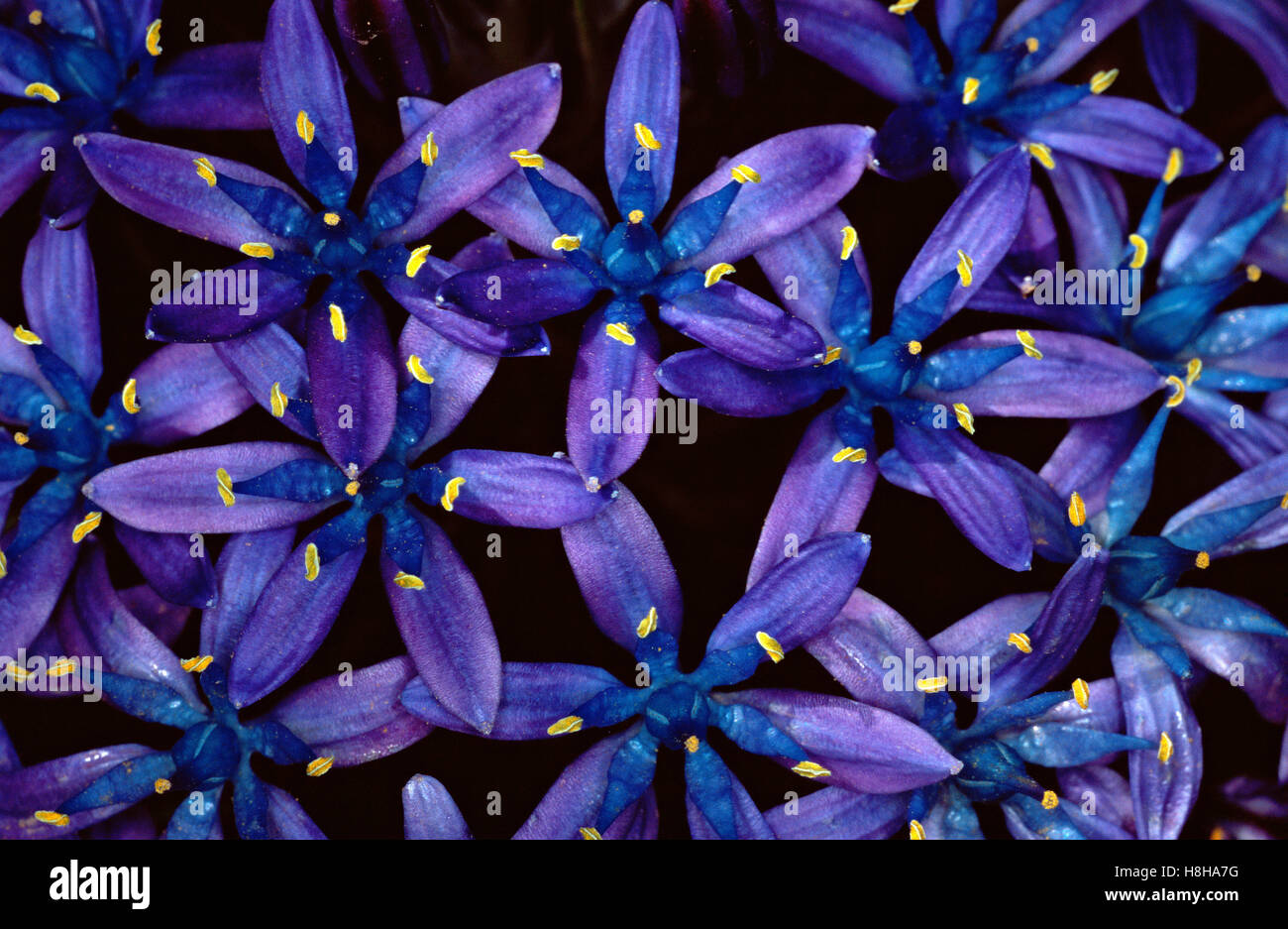 Portuguese Squill Scilla peruviana (fleurs) Banque D'Images