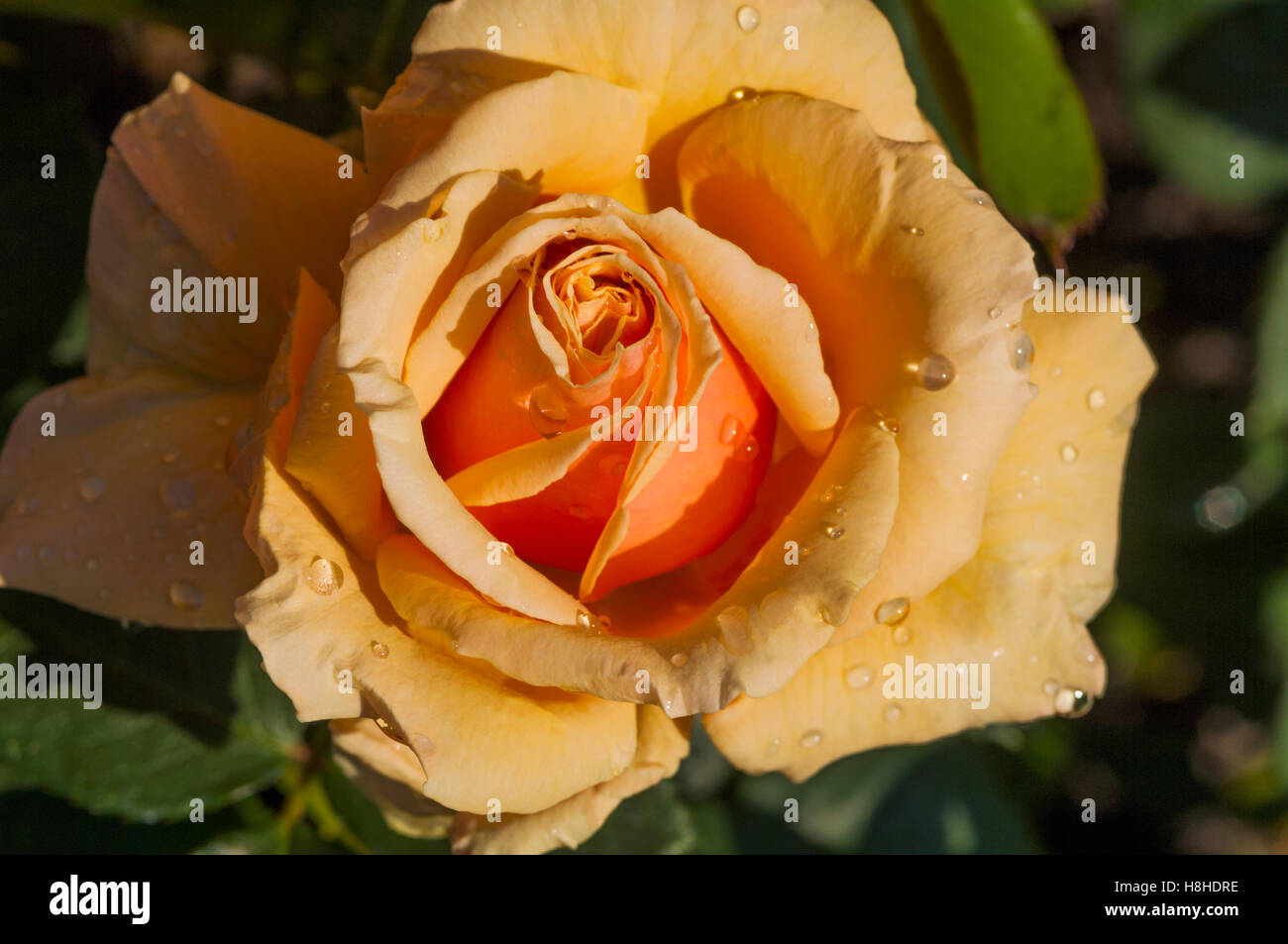 Hybrid Tea Rose Rosa 'Royal Parks', nom Harlyric inscrit. UK. Banque D'Images