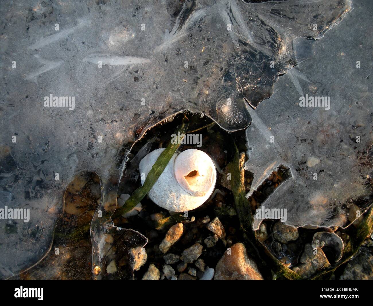 Glace et shell. Banque D'Images