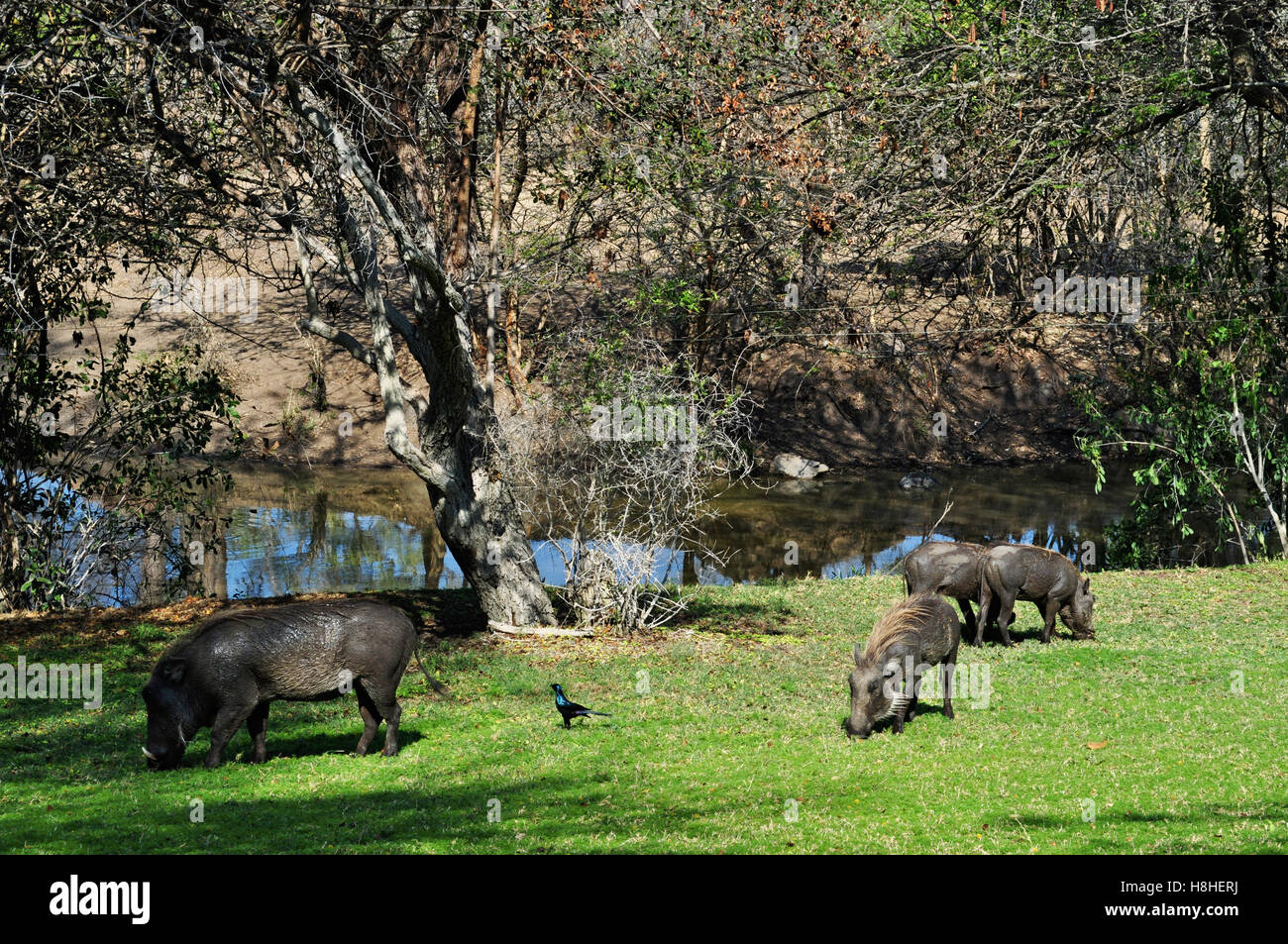 Safari en Afrique du Sud, de la savane : sangliers se nourrissant dans les Ngala Private Game Reserve, un luxe safari lodge de Kruger National Park Banque D'Images