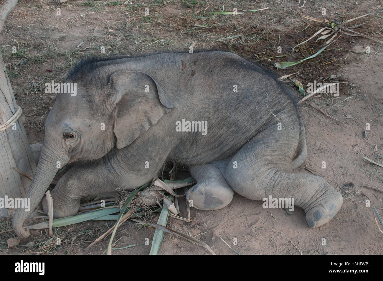Bébé éléphant domestiqué en Thaïlande Banque D'Images