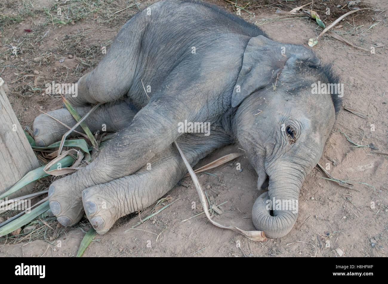 Bébé éléphant domestiqué en Thaïlande Banque D'Images