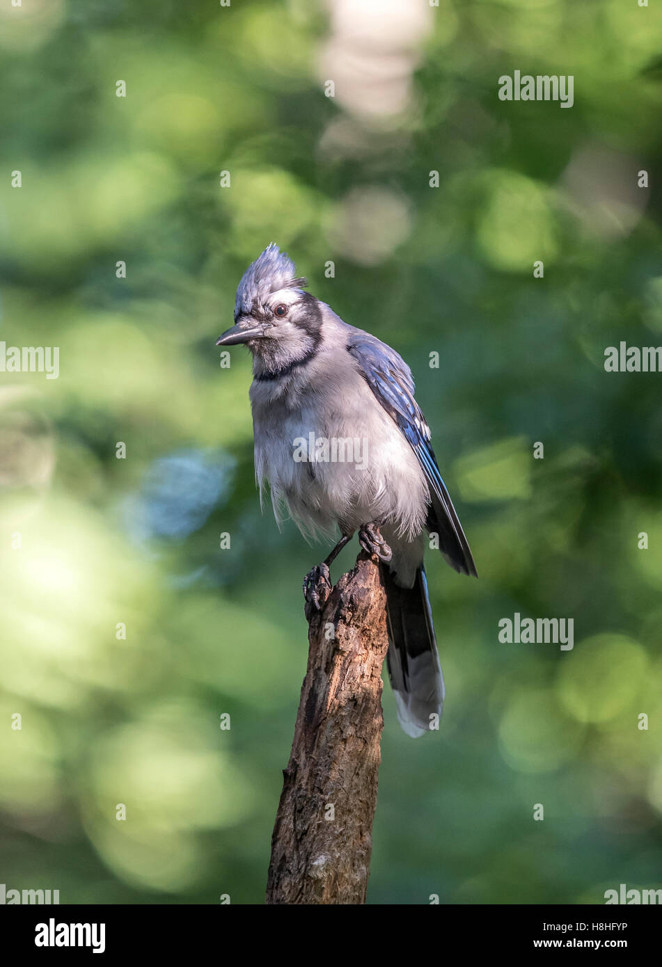 Le geai bleu, Cyanocitta cristata est une espèce de passereau de la famille des corvidés, originaire d'Amérique du Nord Banque D'Images