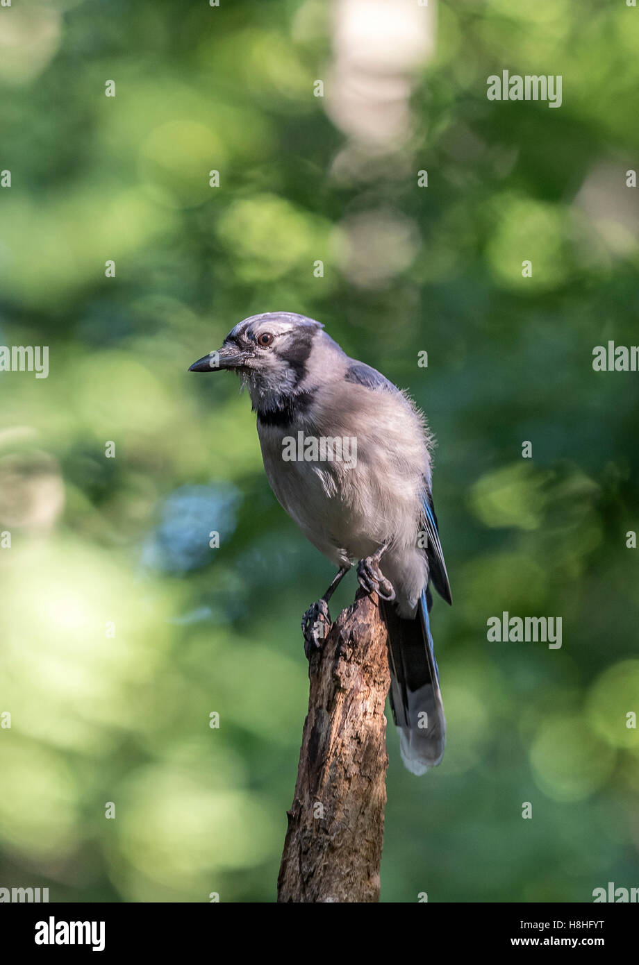 Le geai bleu, Cyanocitta cristata est une espèce de passereau de la famille des corvidés, originaire d'Amérique du Nord Banque D'Images