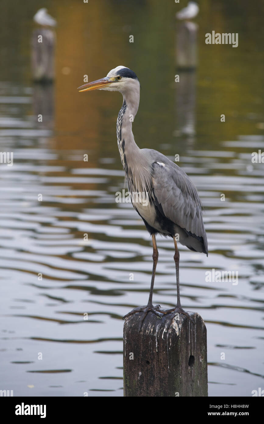 Héron au parc de Londres. Héron cendré Banque D'Images