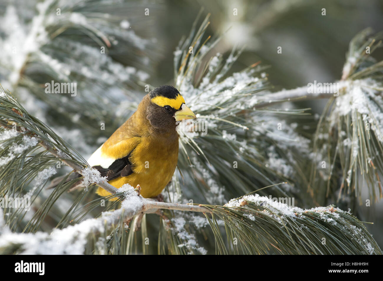 Le Gros-bec errant sur Branch dans le parc Algonquin au Canada Banque D'Images