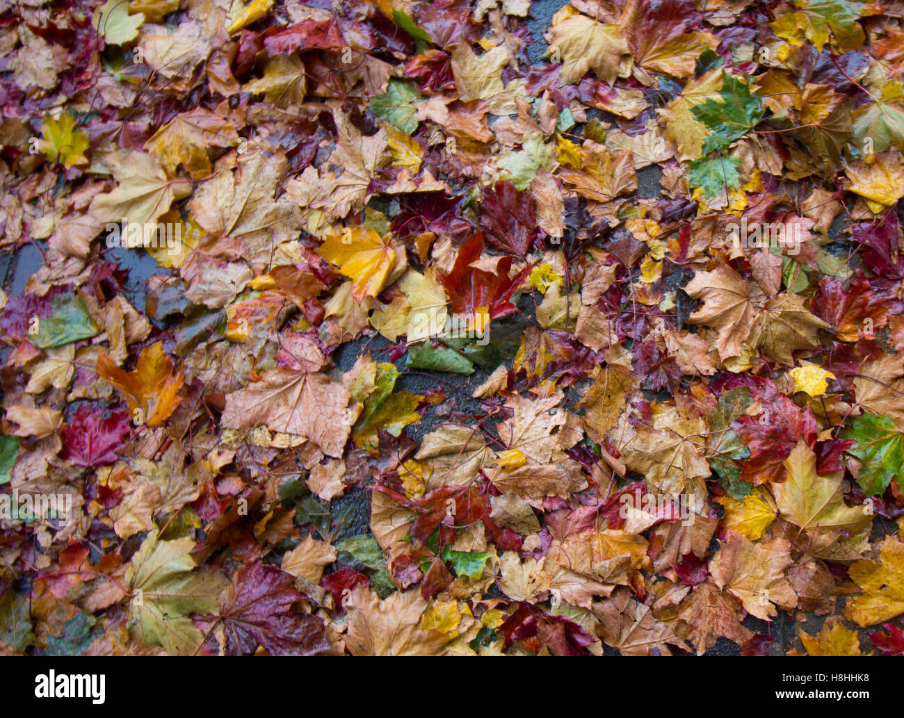 Motif de feuilles d'automne sur le sol humide Banque D'Images