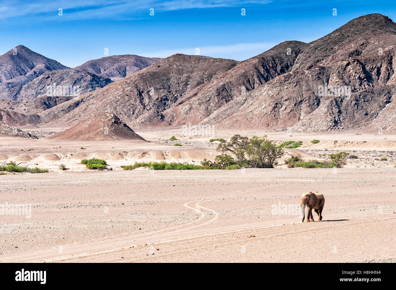 Balades dans l'éléphant du désert asséché de la rivière Hoanib en Namibie. Banque D'Images