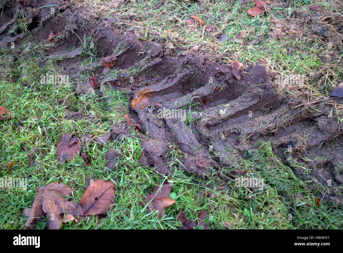 Les traces de pneus de tracteur dans la boue avec herbe vert Banque D'Images