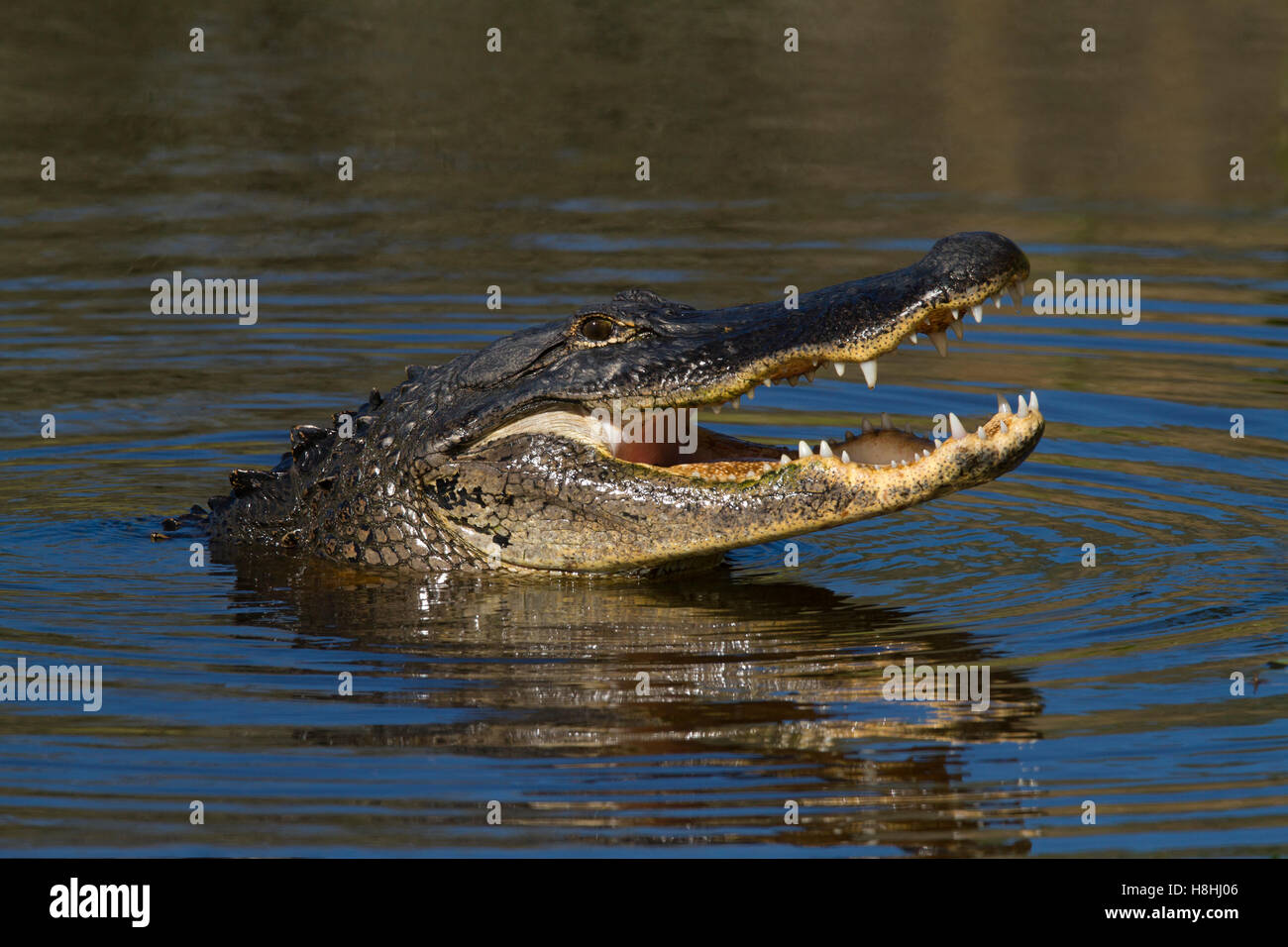 ALLIGATOR Alligator mississippiensis) féminin (en affichage réceptif, Myakka River State Park, Florida, USA. Banque D'Images