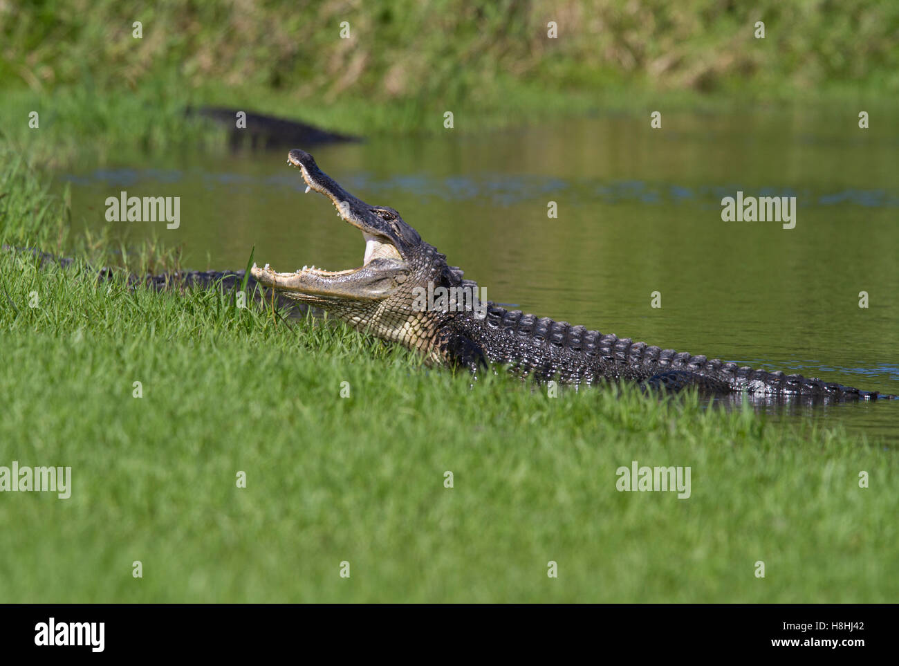 ALLIGATOR Alligator mississippiensis) menace (affichage, Myakka River State Park, Florida, USA. Banque D'Images