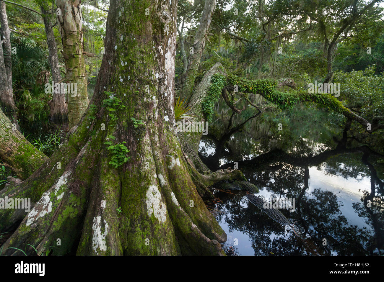 Gestion de la faune piscivore CREEK en été (saison des pluies) avec arbre cyprès chauve, en Floride, aux États-Unis. Bald Banque D'Images