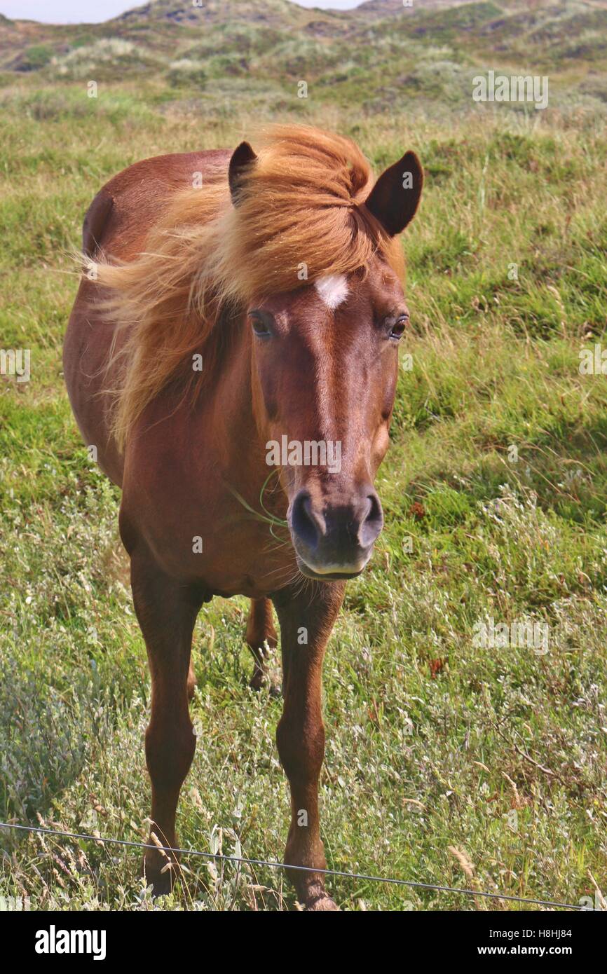 Dun cheval avec la crinière longue au Danemark, l'Europe. Dans la plantation entre dunes Blaabjerg Nymindegab et Henne Strand. Banque D'Images