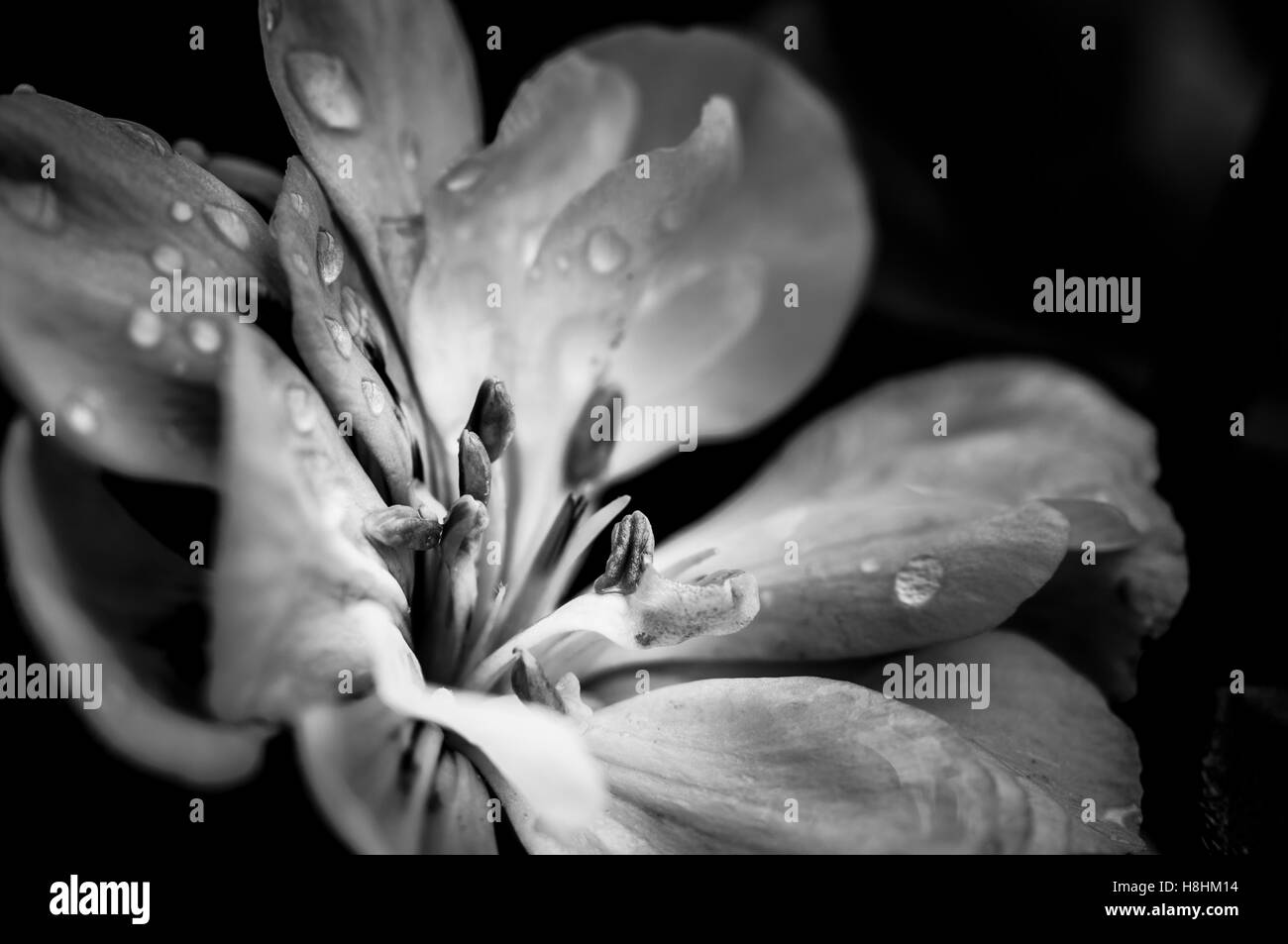Fleur avec des gouttes de pluie Banque D'Images