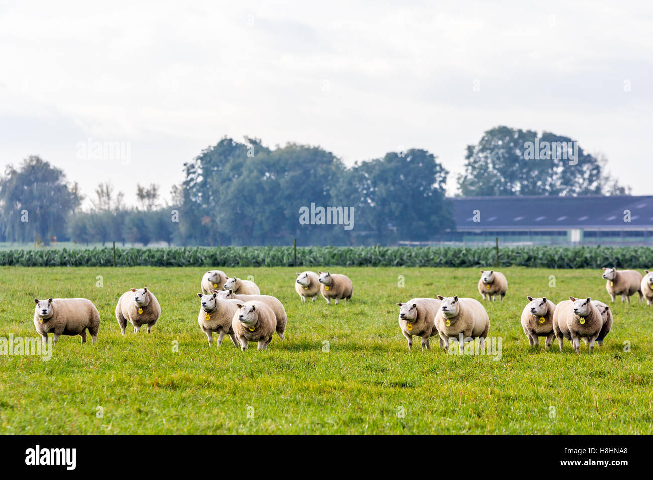 À l'ouest de la Frise, Pays-Bas - le 5 novembre 2016 : moutons de Texel dans un champ Banque D'Images