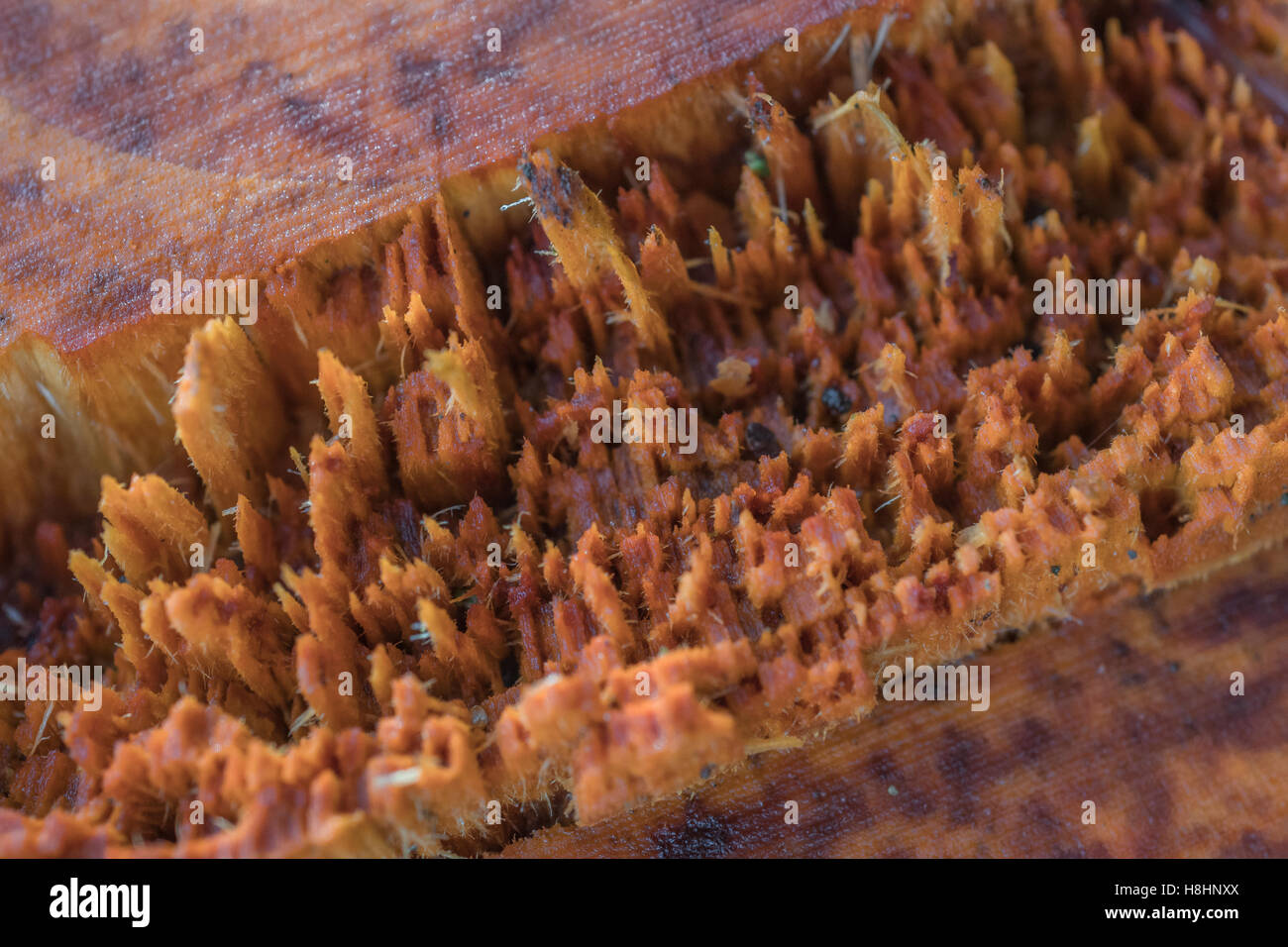 Macro-photo d'un petit tronc d'arbre qui s'est brisé lors de l'abattage - montrant la fibre de bois / « traction de la fibre ». Tronc d'arbre fendu. Banque D'Images