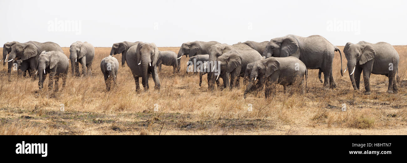 Vue rapprochée d'un troupeau d'éléphants dans la zone de conservation de Ngorongoro Tanzanie Afrique Banque D'Images