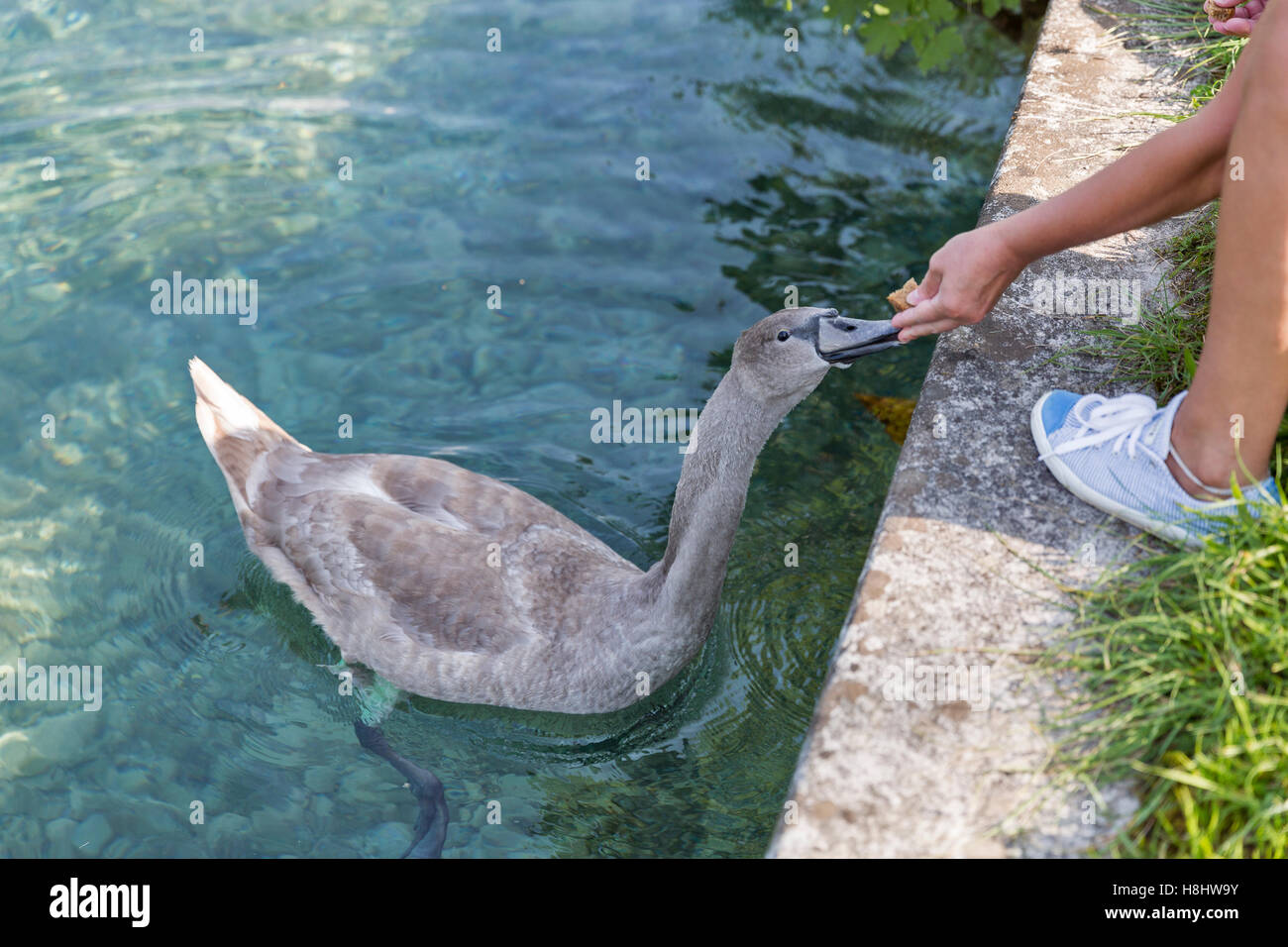 Caucasian woman bronzée sauvage nourrir les jeunes cygnes à Bled, Slovénie Banque D'Images