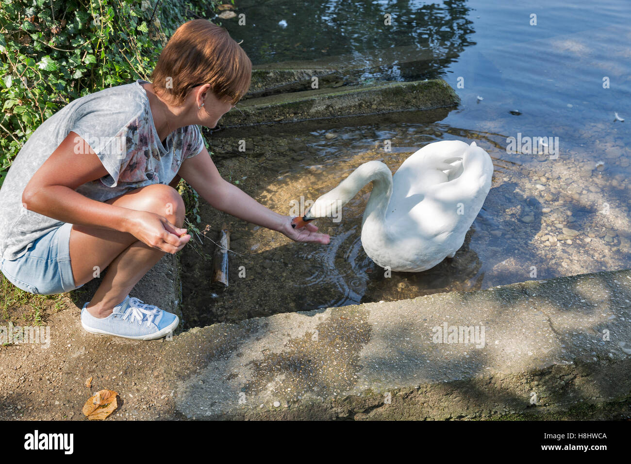Middle aged woman bronzée sauvage d'alimentation cygne blanc sur la rive du lac de Bled, Slovénie Banque D'Images