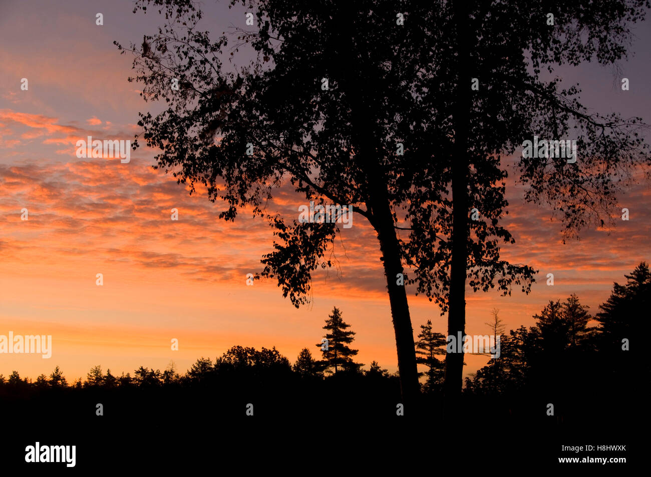 Lever du soleil, Perkins Pond Wildlife Management Area, New Hampshire Banque D'Images