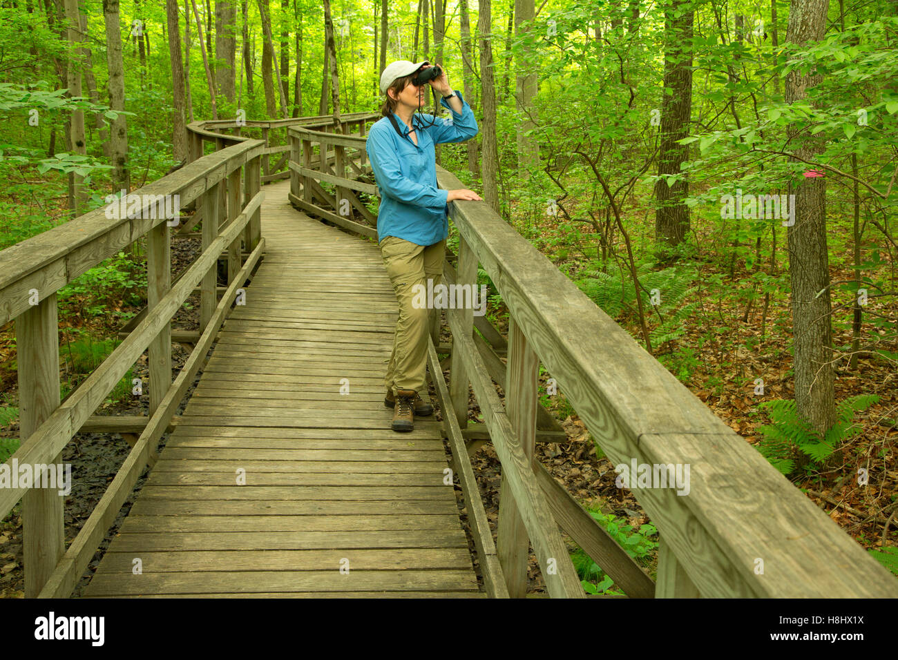 Sentier de la promenade, Grand Marais National Wildlife Refuge, New Jersey Banque D'Images