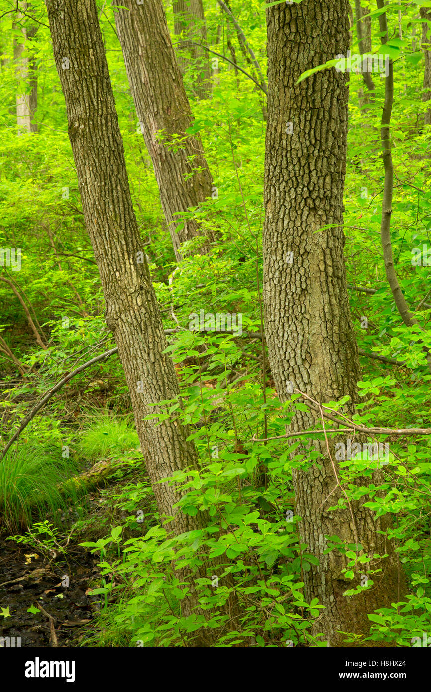 Promenade le long de la forêt, Grand Marais National Wildlife Refuge, New Jersey Banque D'Images