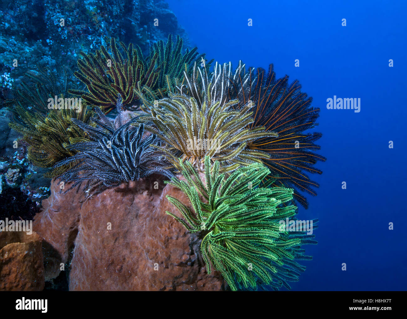 Bouquet coloré de crinoïdes sur un baril d'une éponge au bord d'un mur de corail. Banque D'Images