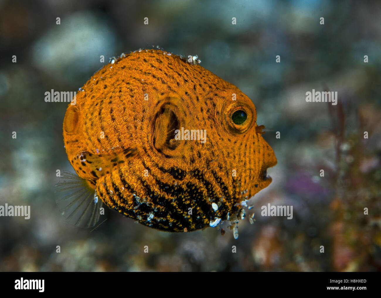 Close-up de droit du mineur de poisson-globe étoilé, un nageur lent avec palmes. vestigial Détroit de Lembeh (Indonésie). Banque D'Images