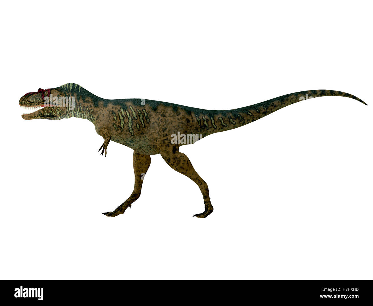L'Albertosaurus était un théropode dinosaure carnivore qui vivait dans la période du Crétacé d'Amérique du Nord. Banque D'Images