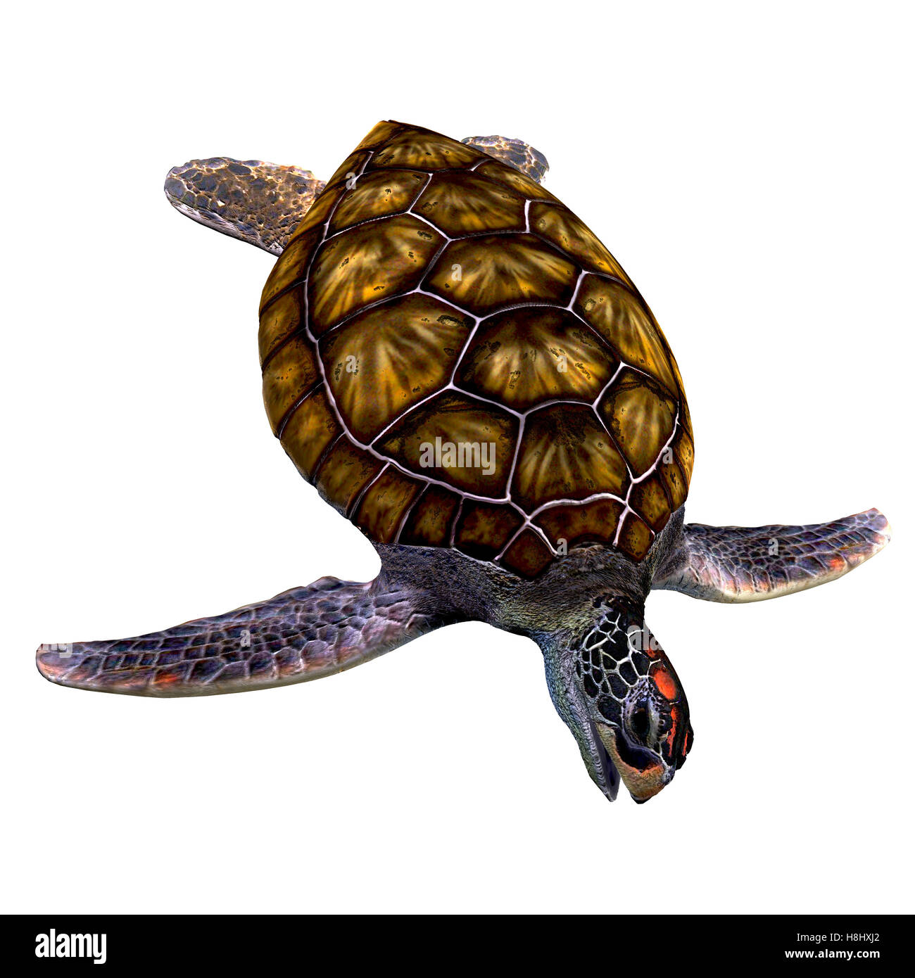 La tortue de mer verte se trouve dans les mers tropicales et subtropicales du monde entier et ont un régime omnivore. Banque D'Images