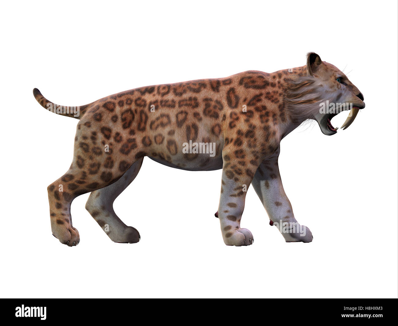 Le Tigre à dents de sabre vivaient dans le monde entier dans l'Éocène à la fin de la période du pléistocène. Banque D'Images