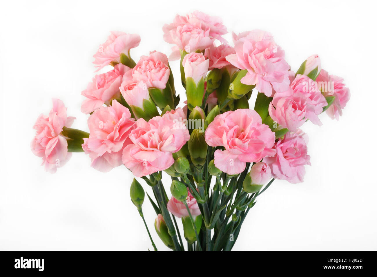Fleurs oeillet rose sur fond blanc Banque D'Images