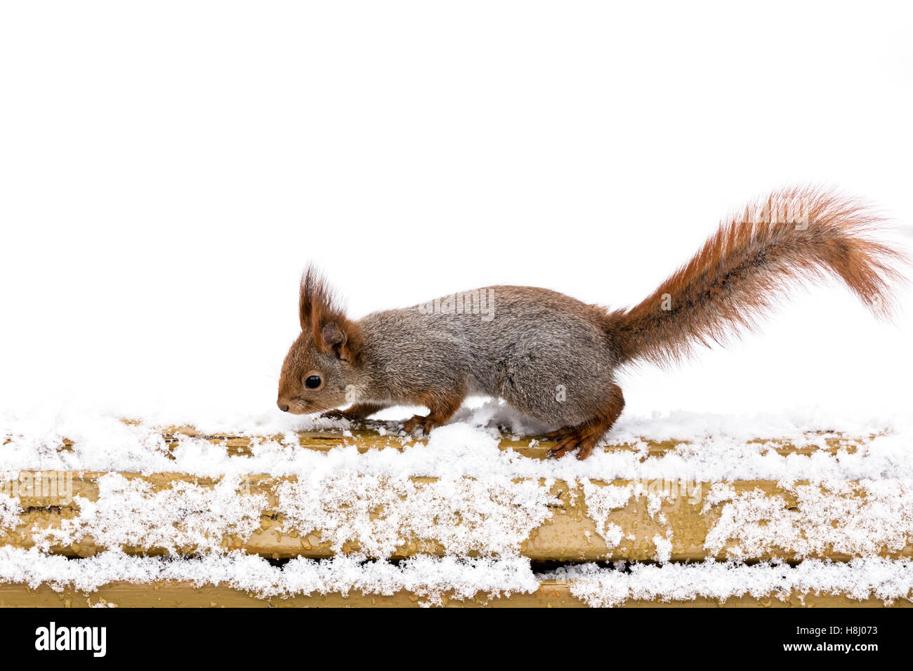 L'écureuil mignon pelucheux sur banc de neige en bois debout dans winter park Banque D'Images