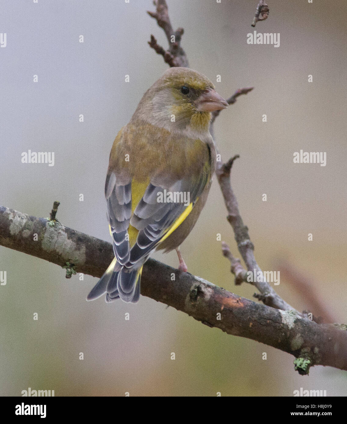 GREEN FINCH sur secteur, à l'automne Banque D'Images