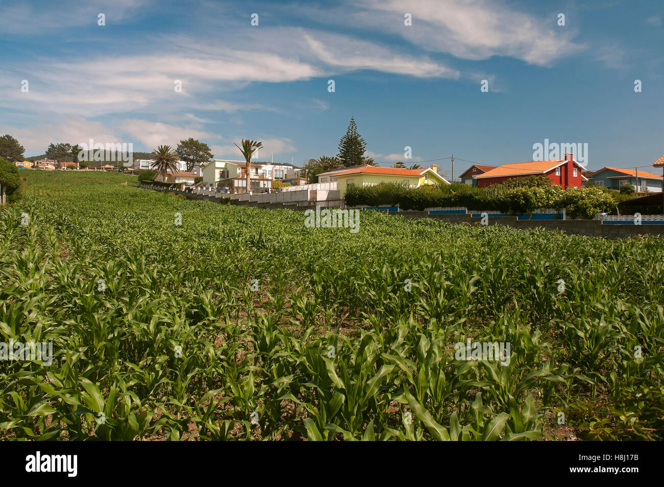 La récolte de maïs, Valdovino, Coruna province, région de la Galice, Espagne, Europe Banque D'Images